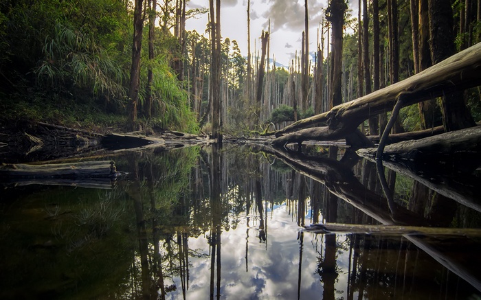 Forest lake with fallen trees and reflections