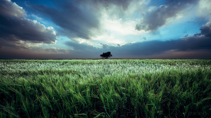 Lone tree in a field under dramatic clouds