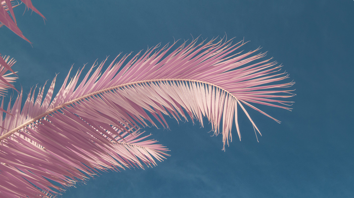 Pink palm fronds against a blue sky