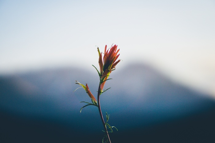 Red Indian Paintbrush flower with blurred mountains