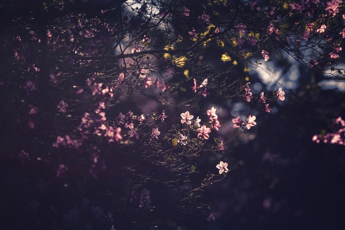 Pink flowers on branches with bokeh background