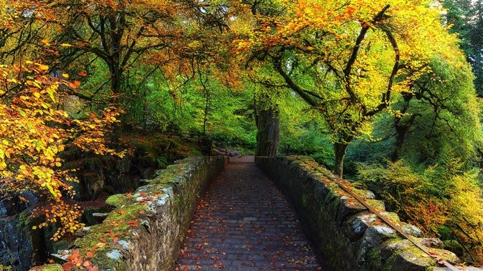 Stone bridge in a forest during autumn