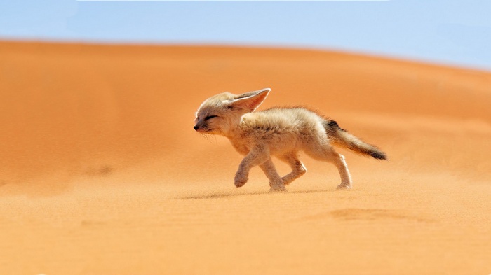 Fennec fox walking in the desert sand