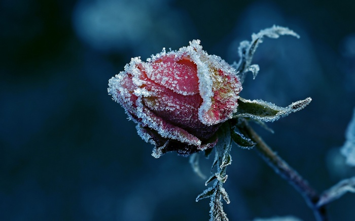 A rose covered in frost