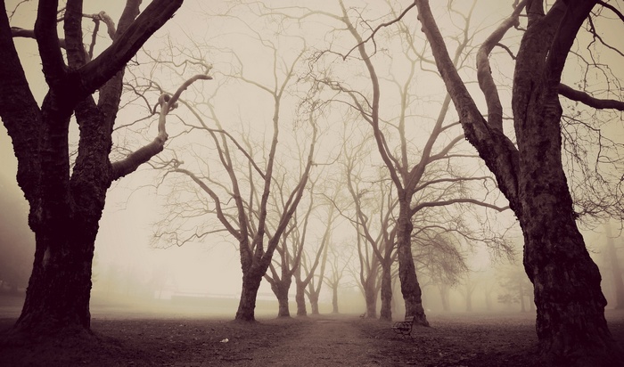 Bare trees in a foggy park