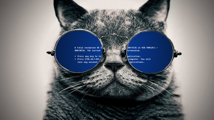 Cat wearing glasses with Blue Screen of Death