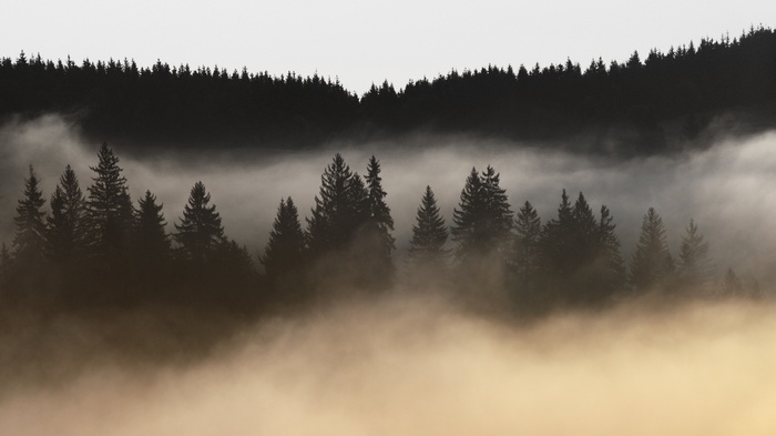 Misty forest landscape with silhouetted trees