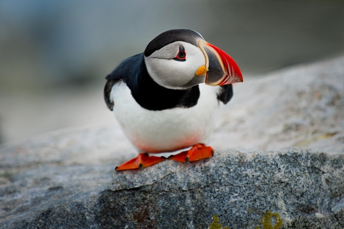 Atlantic Puffin on a Rock