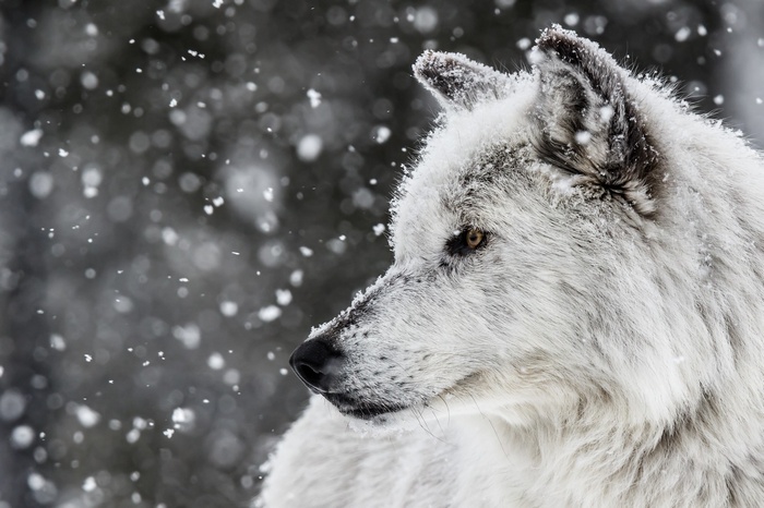 Close-up of a white wolf in falling snow