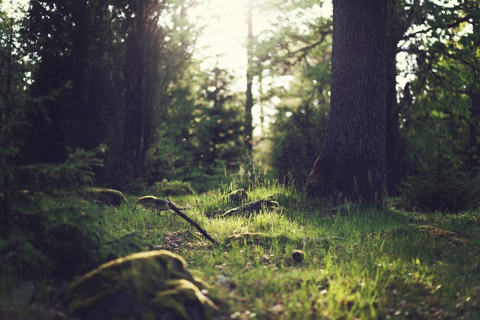 Sunlight filtering through a forest with mossy rocks and grass