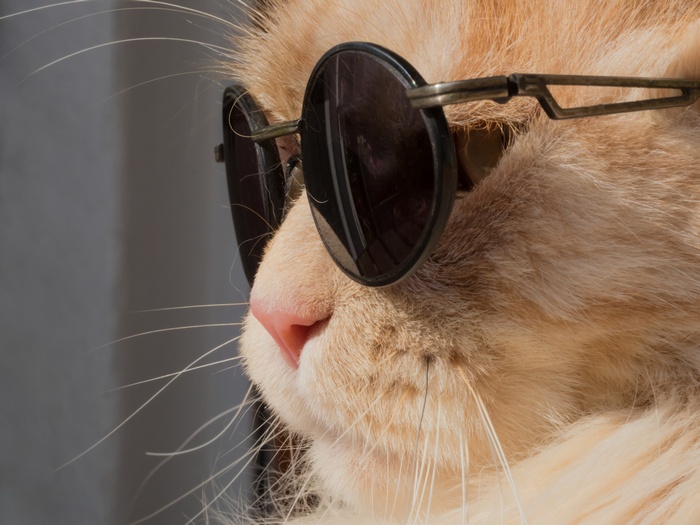 Cat wearing sunglasses