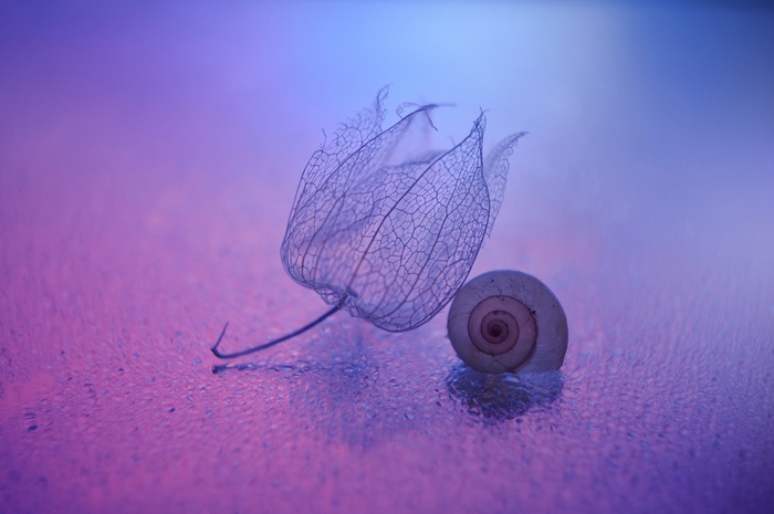 Macro shot of a Chinese lantern and snail