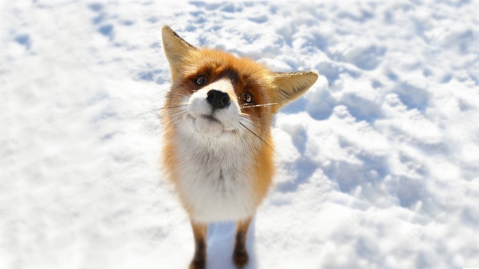 A fox looks up from the snow