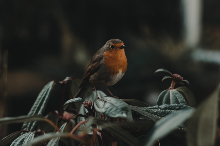 Robin bird perched on a plant