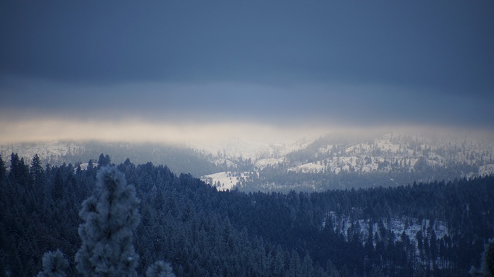 Snowy mountains with pine trees under overcast sky