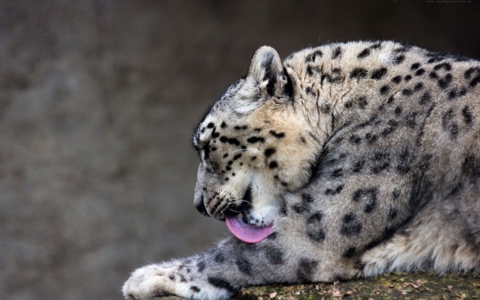 Snow leopard grooming itself