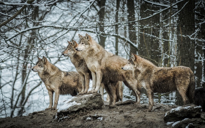 Four wolves standing on a snowy forest floor