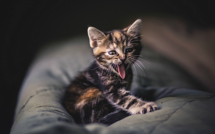 A tabby kitten yawns widely on a soft surface