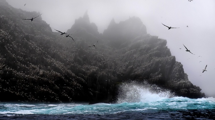 Birds nesting on a rocky coast with waves crashing