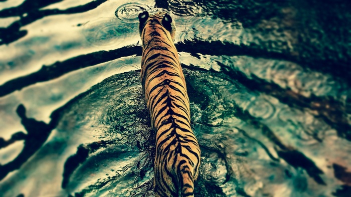 Tiger walking in water