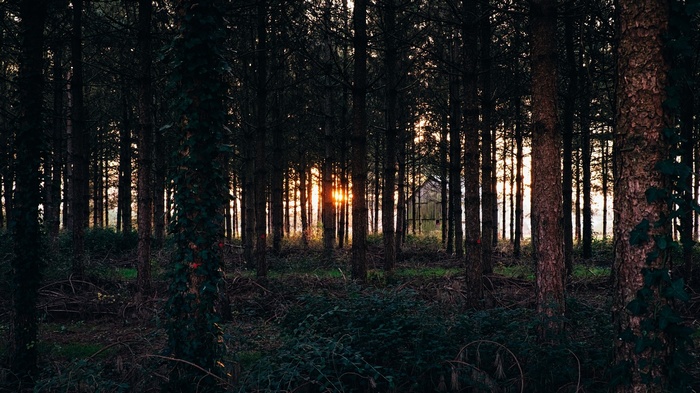 Sunset filtering through a dark pine forest