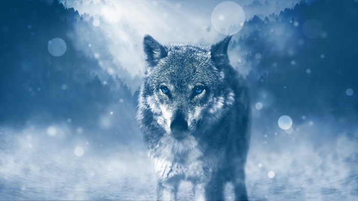 Wolf with blue eyes in a snowy forest