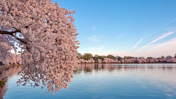 Cherry blossoms reflect in a calm lake under a blue sky