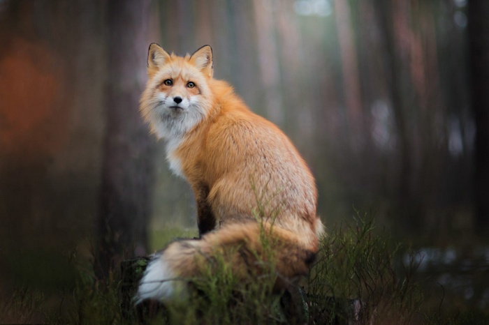 Red fox sitting in a forest