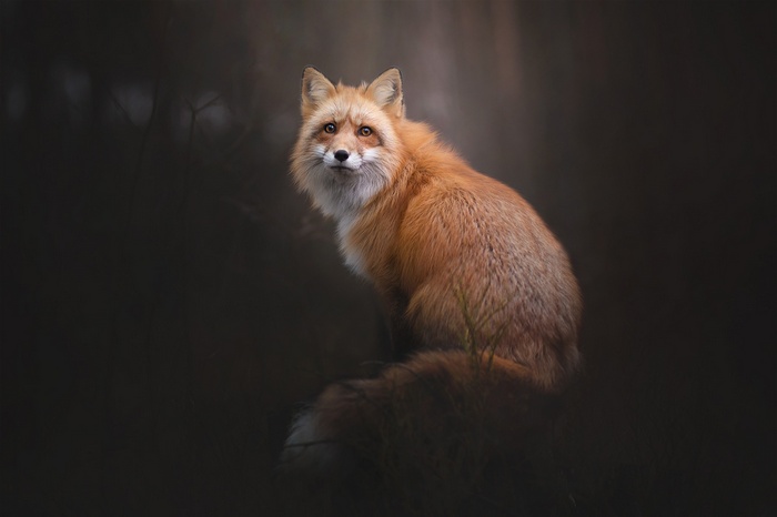 Red fox sitting in dark forest