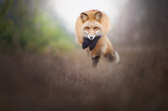 Red fox leaping through a field