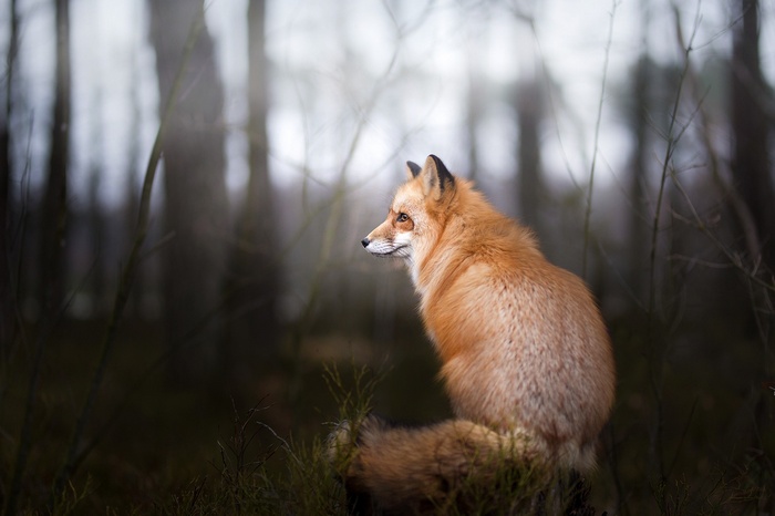 Red fox sitting in a dark forest
