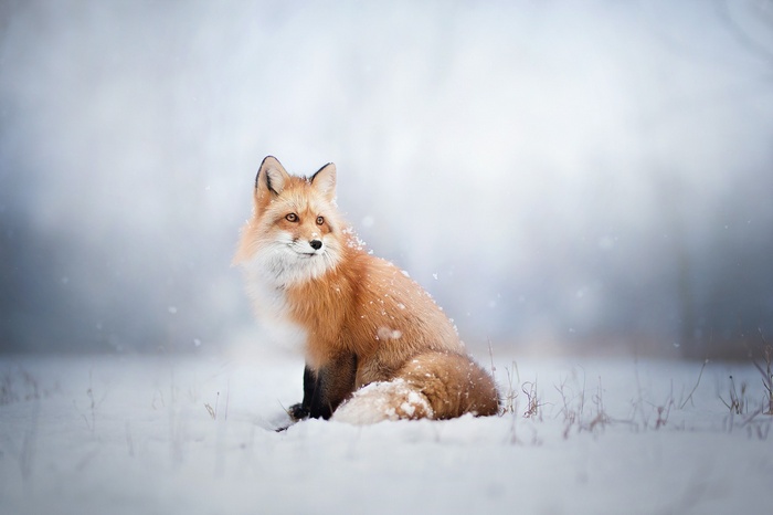 Red fox sitting in the snow