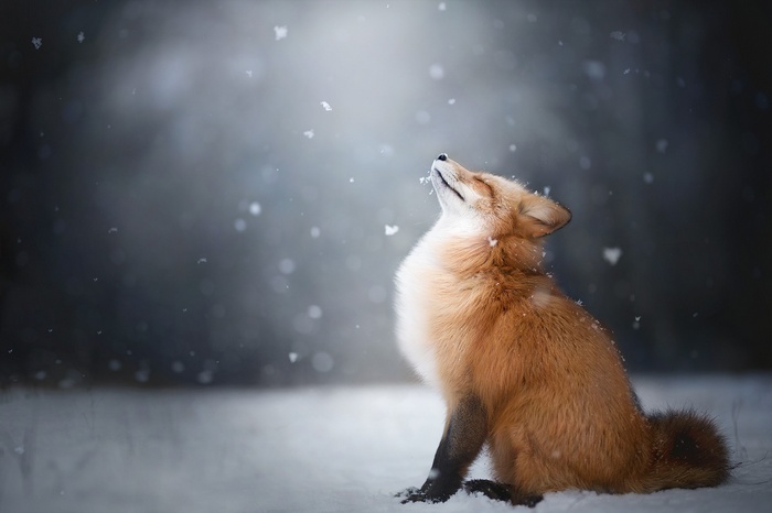 Red fox sitting in the snow looking up