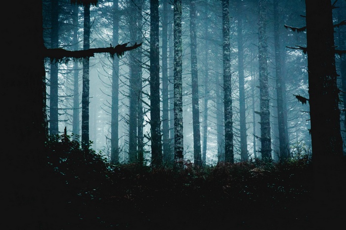 Misty forest with tall trees