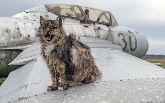 A cat sits on the wing of a wrecked airplane