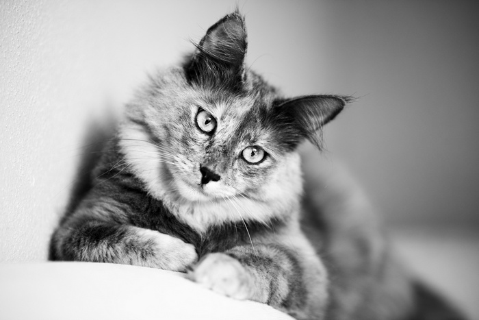 Monochrome portrait of a fluffy cat