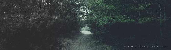 Path through a dark forest
