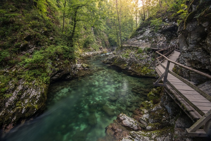 Wooden walkway along a clear river in a green forest
