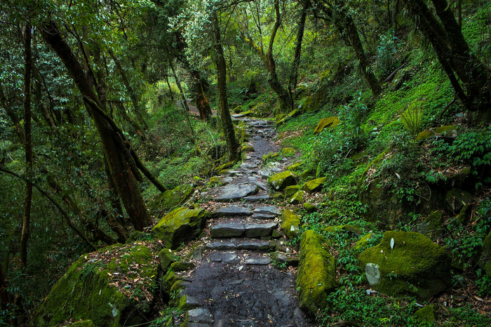 Stone path through a green forest