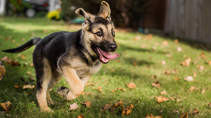 German Shepherd puppy running on grass