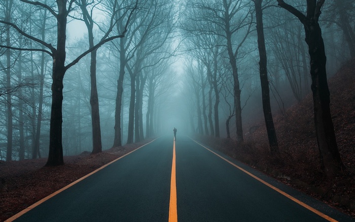Person walking on a foggy road through trees