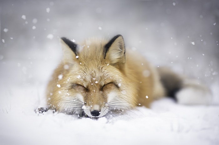 Fox sleeping in the snow