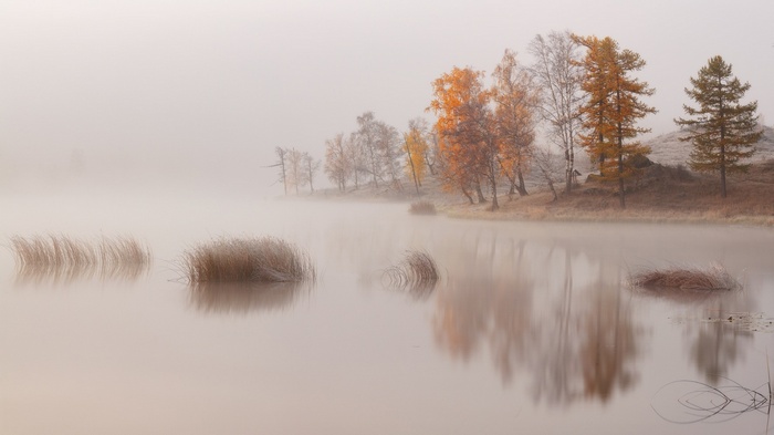 Misty lake with autumn trees and reeds