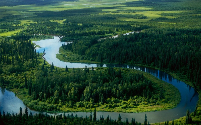 Aerial view of a winding river through a dense forest