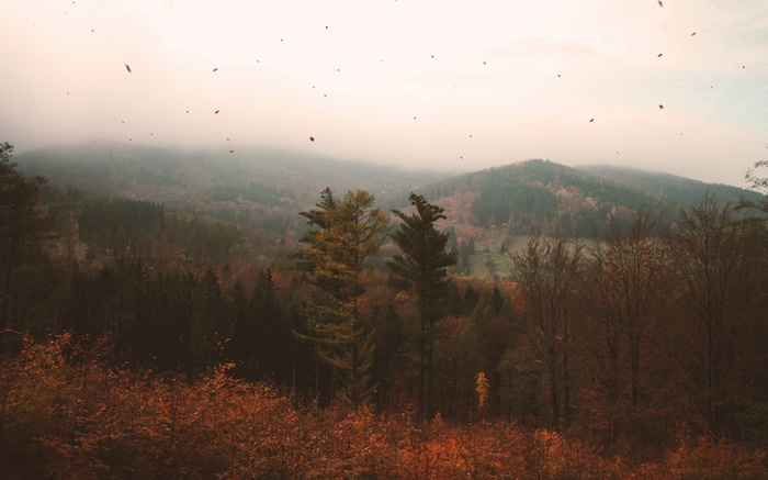 Autumn forest with falling leaves and misty mountains