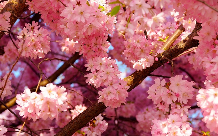 Close-up of pink cherry blossoms on a tree branch