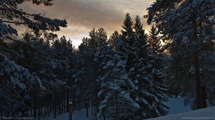 Snowy pine forest at sunset