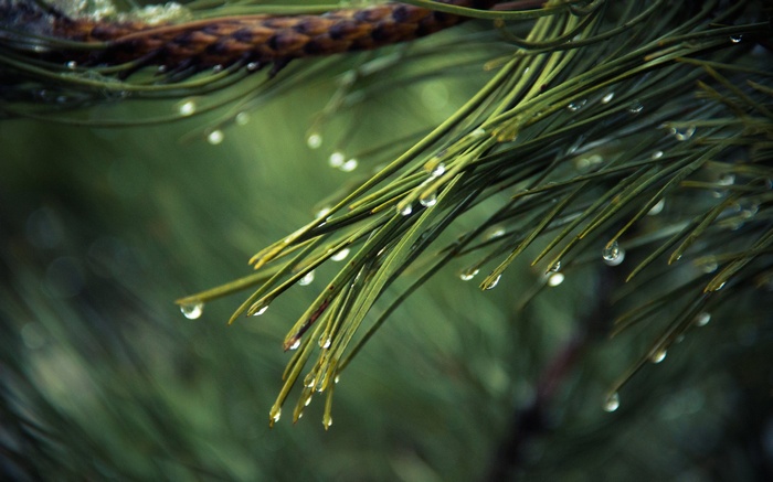 Pine needles with water droplets