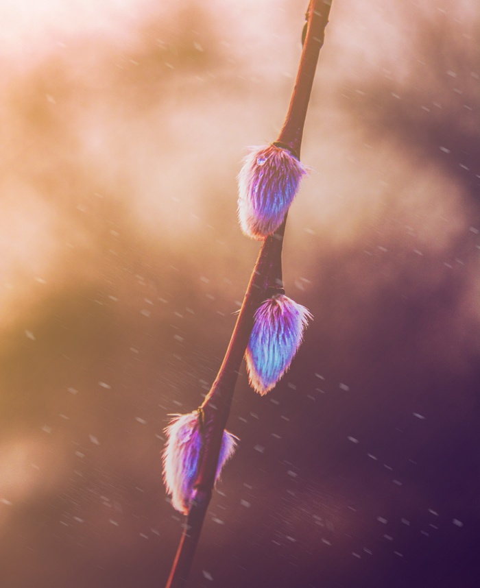 Close-up of pussy willow buds in spring