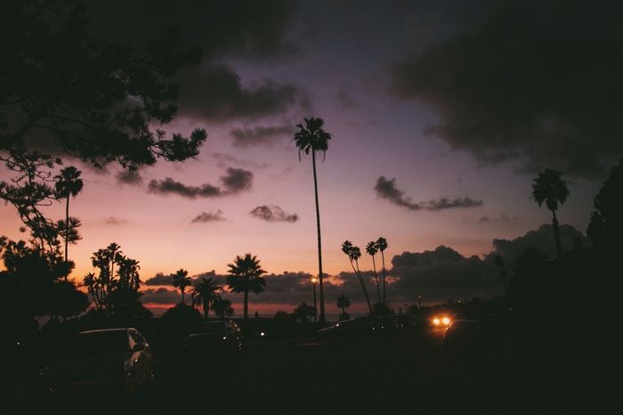 Palm trees and cars at sunset